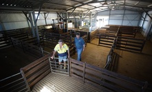  Kondinin Group researchers have been looking at some of the latest shearing shed design innovations and improvements. Picture: Ben White.