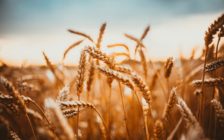 Wheat area uplift only positive in mixed crop season