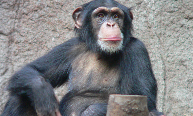 Humanity killing off earth's wildlife: study Humanity killing off earth's wildlife: study