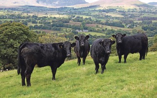 Strong demand and squeezed supply boost beef prices