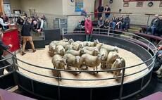 Auction mart sales round-up: Strong spring lamb trade; steady averages for feeding cattle; dairy trade to £3,000+