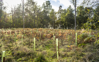 More than 10 million trees planted across North of England