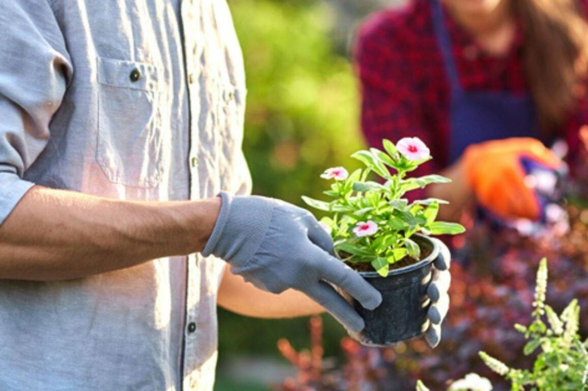UK supermarket shoppers can bag free garden essentials - here's how