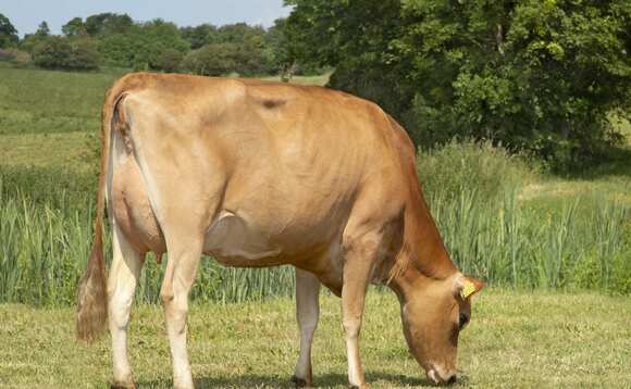 Vikings dominate new interest among non-Holstein sire bull proofs