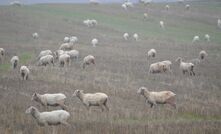 Almost a fifth of WA breeding ewes could be gone by next year, with 58 per cent of WA producers intending to cut back numbers, which could have lasting consequences on the national flock.  
