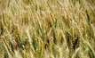 The GRDC is seeking expressions of interest to help manage frost.