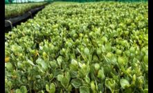  CSIRO is running an extensive saltbush planting program across Australia to help combat salinity and the effects of drought. Image courtesy CSIRO.