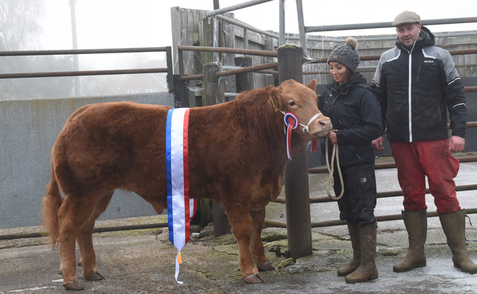 Limousins take Thrapston champion and reserve