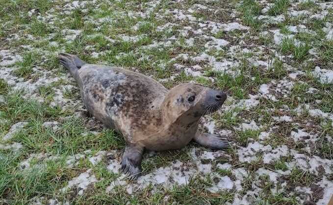 The seal had travelled 18 miles inland before being spotted on a farm in Lancashire (Preston Capitol Vets4Pets)