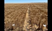  A field experiment on yellow sandplain at East Ogilvie showed Mace-18, with a long coleoptile trait, on the left, established and yielded higher than short coleoptile Mace on the right, when deep sown at 10-12 cm. Picture courtesy DPIRD.