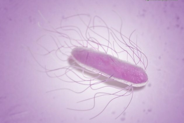 Salmonella on food production equipment may be eliminated using oil-based systems: Study