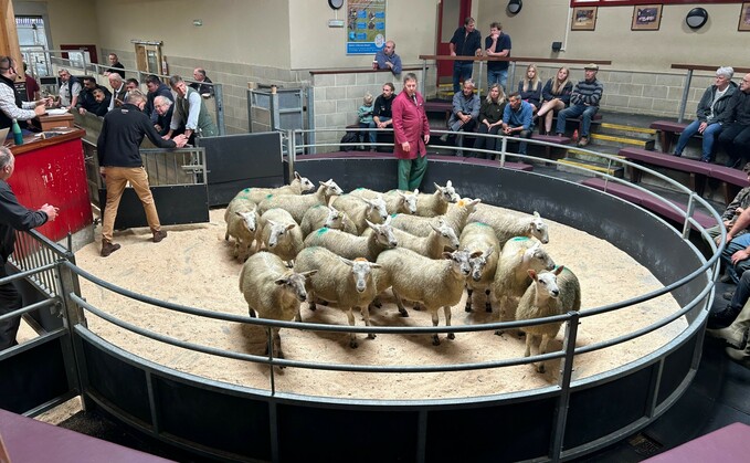 Spring lambs in the ring at Skipton. Spring lambs in the ring at Skipton.