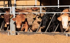 Beef and Lamb Roadmap sets out practical route for environmental progress