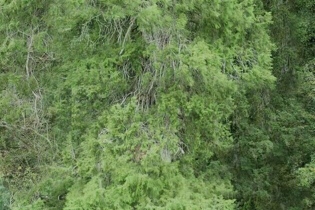 102.3 meters! The tallest tree in Asia found in Xizang, China