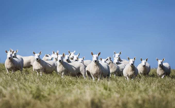 Sheep embryo transfer: An industry perspective