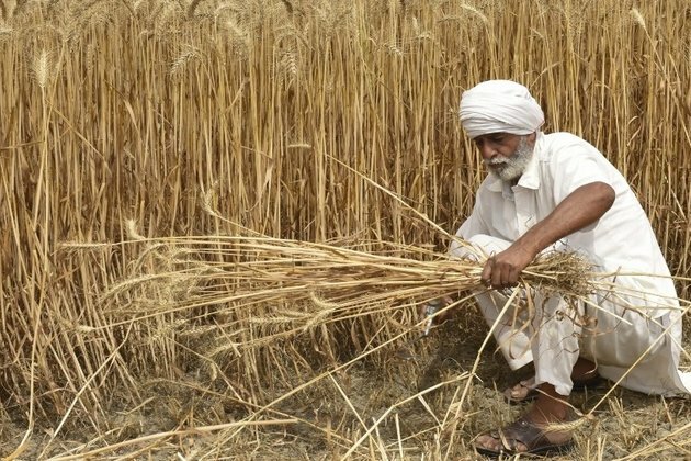 India bans wheat exports