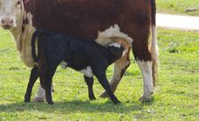 Careful animal health and nutrition management can help reduce the risk of dystocia at calving. 