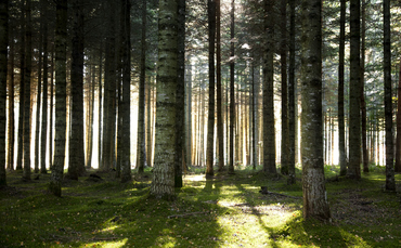 AXA lance une offre pour accroître la résilience climatique des forêts et de la biodiversité en France