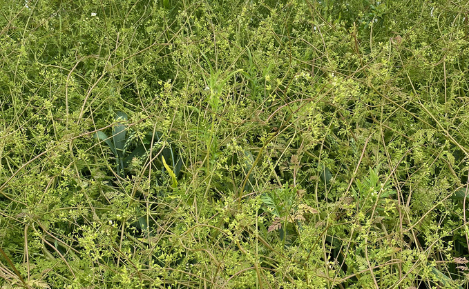 Weeds like bur chervil are becoming more prominent in no-till systems