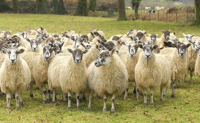 Police appeal to reunite 63 stolen sheep with owners
