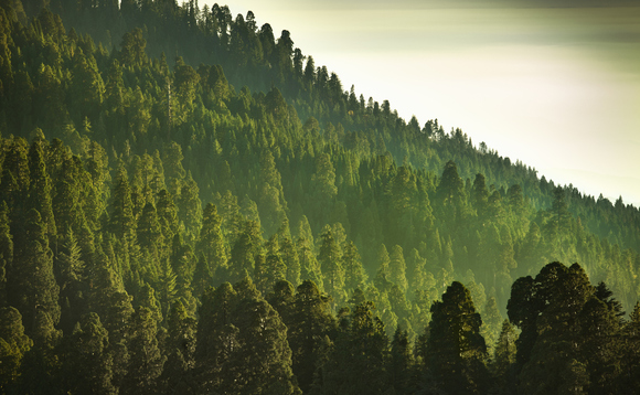 Aegon adds private equity, infrastructure and forestry to £12bn default fund