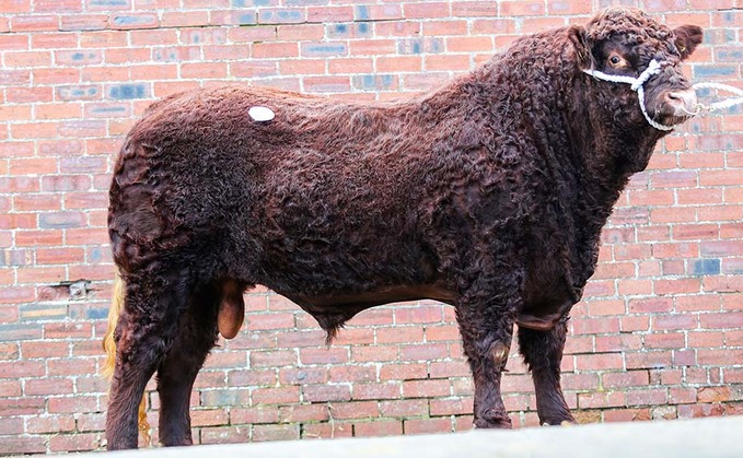 Drumaglea herd leads Salers trade at 10,000gns