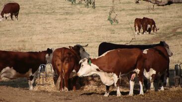 As conditions dry, graziers can use various tools to decide whether to destock, feed or agist livestock.