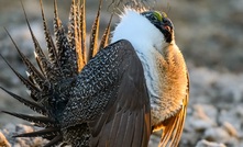  Ruffling feathers: a sage grouse