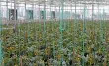 Hydroponic farming offers a golden ticket