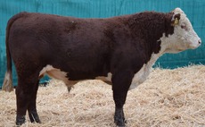   A round up of livestock sale reports from around the country