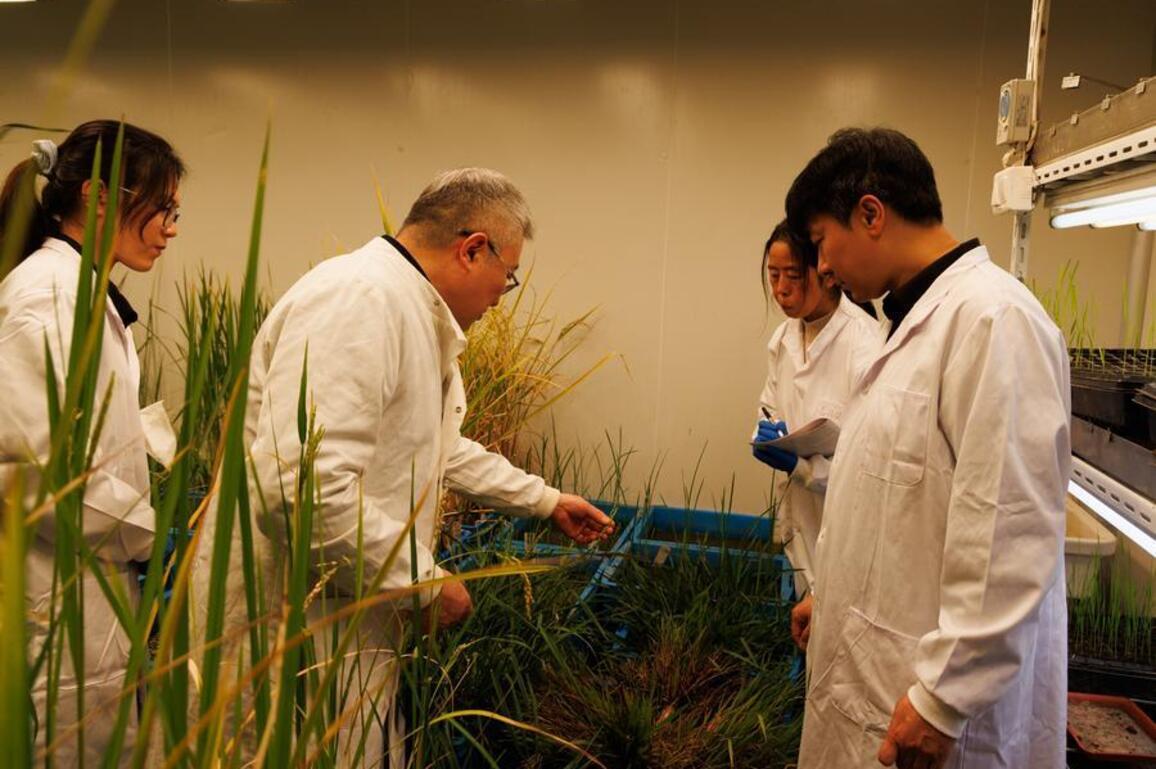 Chinese scientists unlock "longevity genes" in wild rice, paving way for perennial crops