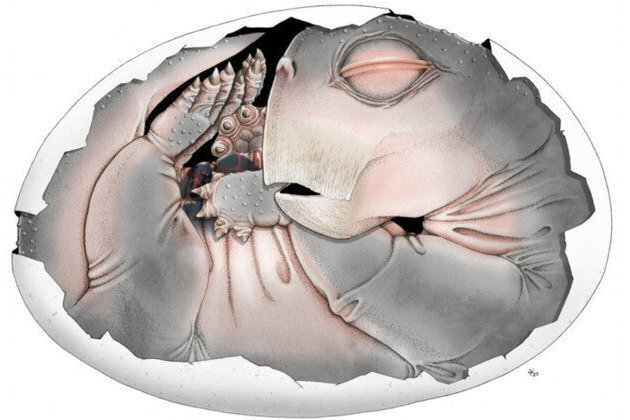 Mammal ancestors laid eggs  study 