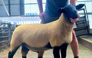 Averages up at Exeter's Great July Sheep Fair