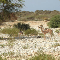 Oman secures seat on UNESCO's International Coordinating Council