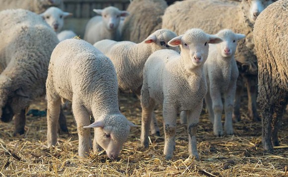 Aussie lamb exports rise in 2022