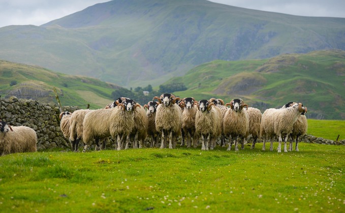 Grants special: Countryside Stewardship Higher Tier scheme 'constrained' by Natural England