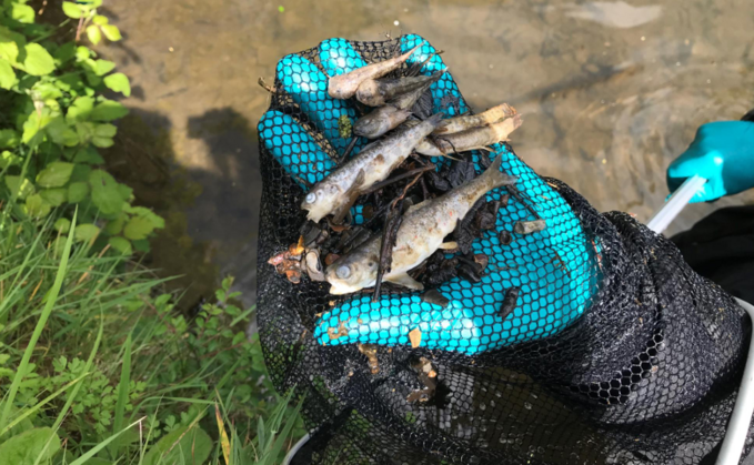 Farmer fined after digestate spill kills one thousand fish