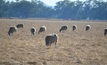  Sheep meat and beef are among exports to benefit from a new Free Trade Agreement between the UK and Australia. Photo Mark Saunders.