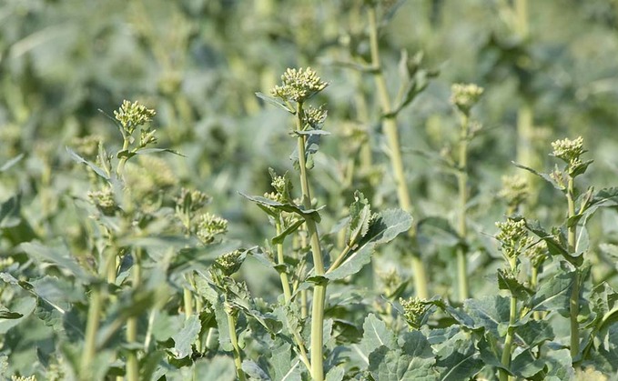 How to maximise OSR potential this season