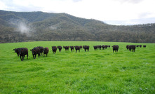 Yalandra PC run their commercial and stud Wagyu breeding herds in the highly productive Mitta Valley, northern Victoria. Credit: Yalandra PC.