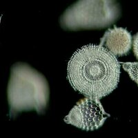 Plankton can investigate crime, affect the climate and influence science