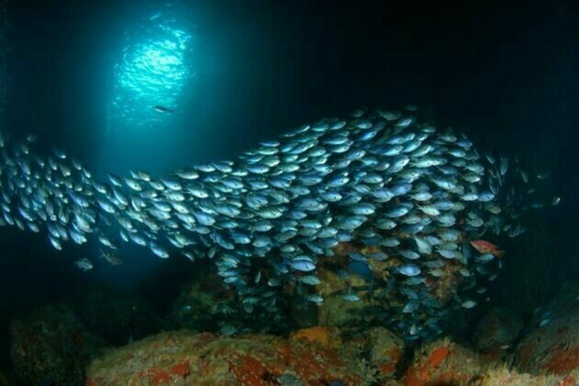 74 countries have now ratified a landmark treaty to protect the high seas. Why hasn't NZ?