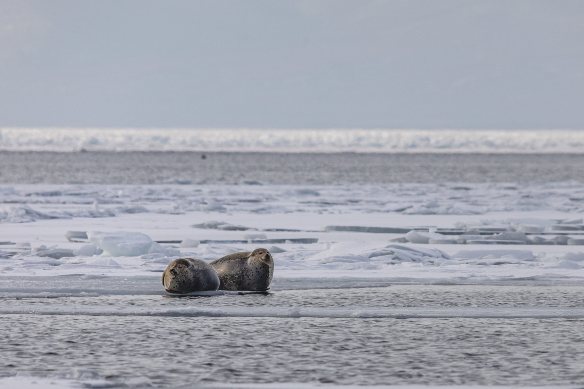 RUSSIA-VLADIVOSTOK-SEALS
