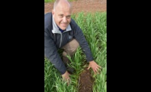 Bayer agronomist, Craig White, inspecting weed control by the soon-to-be-released Mateno Complete herbicide. Image courtesy Bayer.