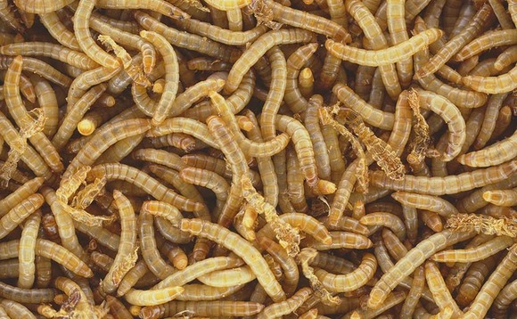 Potential to enhance nutritional profile of mealworms for animal feed