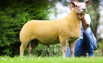 Charollais centre record set by Edstaston flock