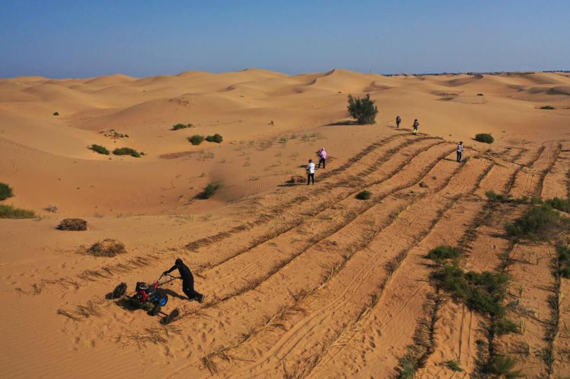 North China's fight against desertification spurs prosperity