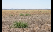  Feathertop Rhodes grass is an aggressive weed but has several control options, according to a USQ study. Image courtesy USQ.