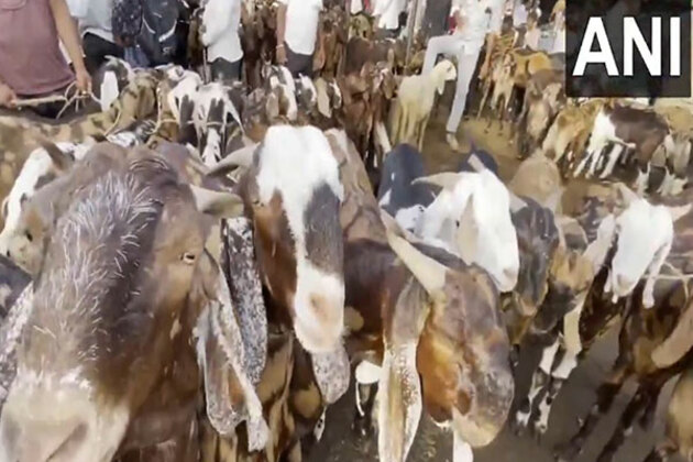 Delhi govt bans 'illegal' killing, sacrifice on Eid; bans sharing of videos on social media