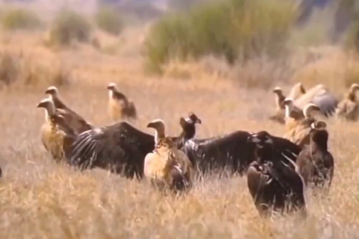 Rare congregation of Steppe Eagles spotted in Rajasthan's Desert National Park
